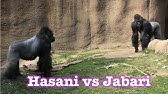 モモタロウの鳴き声 ゴリラ 13 京都市動物園 Gorilla Momotaro Youtube