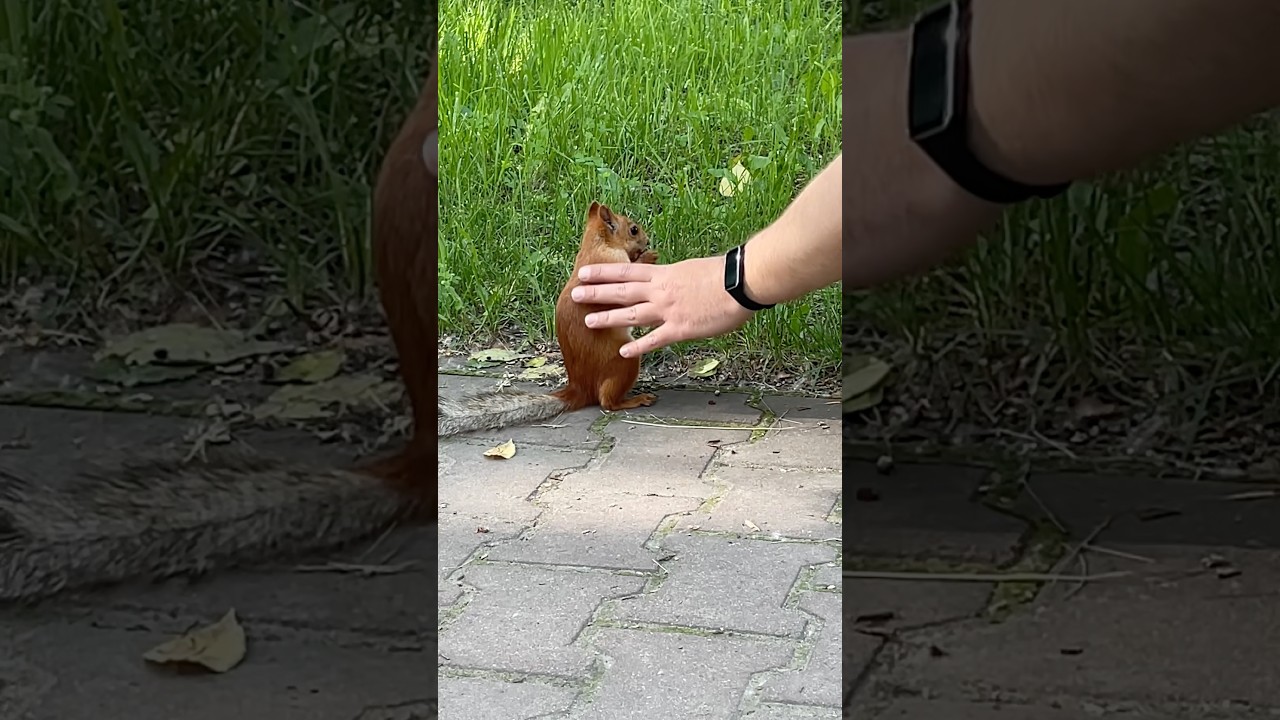 Прогулка и встречи с белочками 