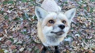 Sophie gets yard time for the first time and two new foxes arrived!