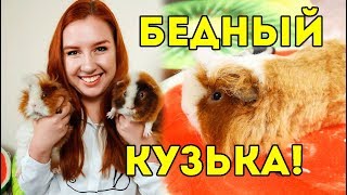 ПОБРИЛА МОРСКУЮ СВИНКУ. Груминг ДОМА. Машинка Для Стрижки ЖИВОТНЫХ ИЗ КИТАЯ. КРУТАЯ ПОСЫЛКА NEWCHIC ПОБРИЛА МОРСКУЮ СВИНКУ. Груминг ДОМА. Машинка Для Стрижки ЖИВОТНЫХ ИЗ КИТАЯ. КРУТАЯ ПОСЫЛКА NEWCHIC