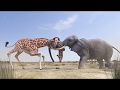 Elephant vs giraffe water fight