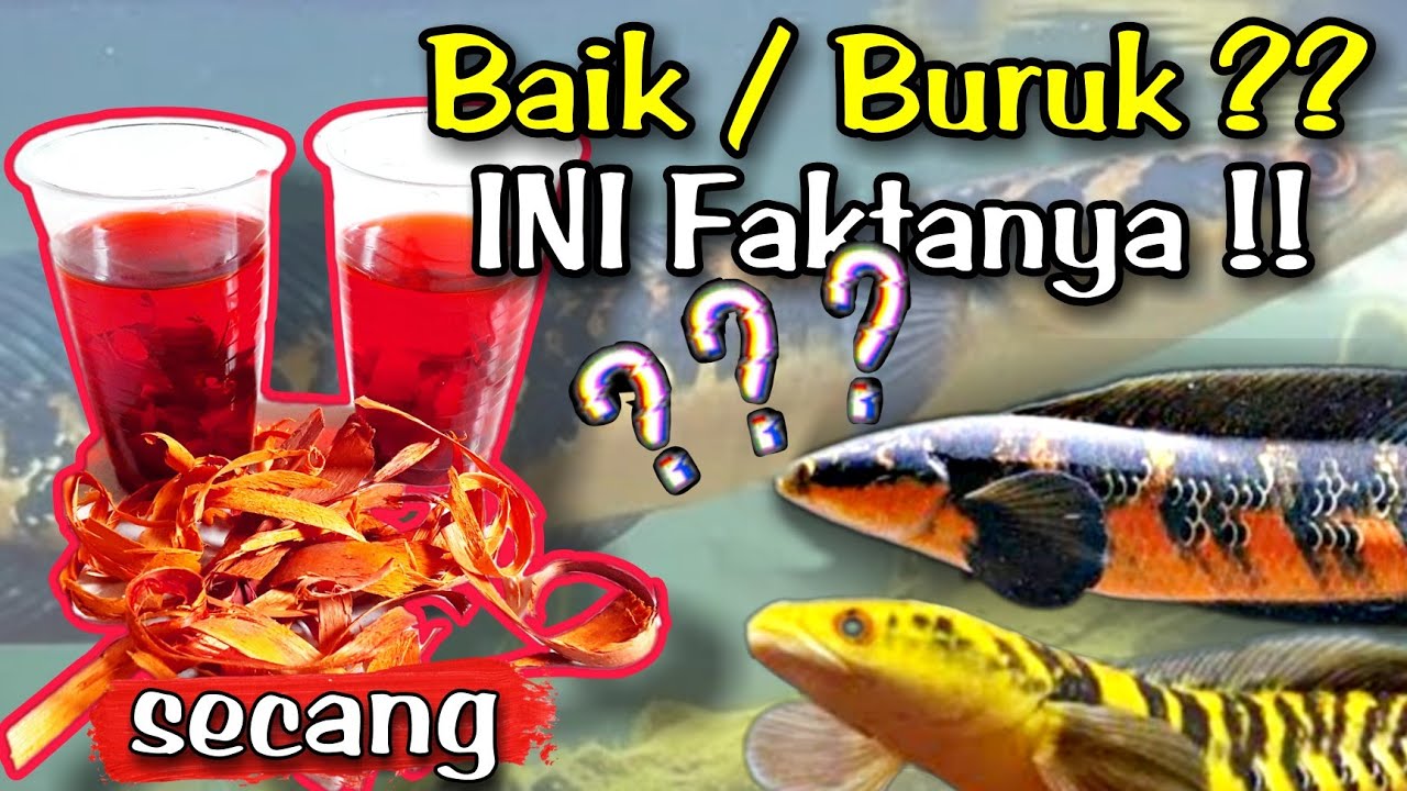 Bongkar Rahasia Kayu Secang Untuk Treatment Channa Maru