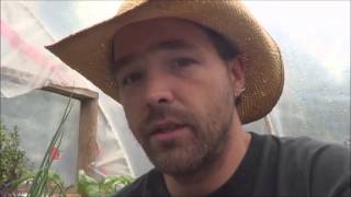 Aquaponic Gardens & My Opinion After Two Years