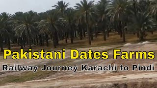 Dates Farms in Sindh Pakistan