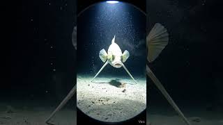 Tripod Fish Ambush | Deep-Sea Seafloor Snap