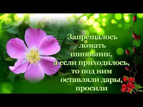 Очарование цветка. Новинка. Дикая роза, мифы и поверия.