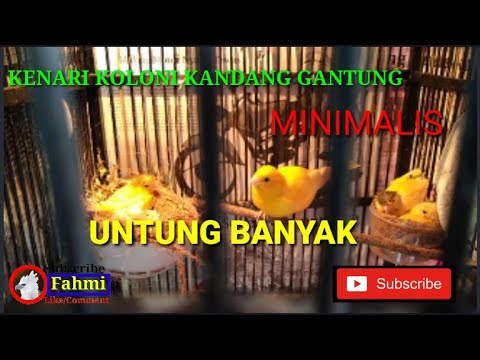 Cara Ternak Kenari Koloni Di Kandang Gantung Cepat Nelur