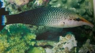 Dive119다이빙 물고기, 놀래기, Wrasses, Fish You Meet While Scuba Diving, Bird Wrasses