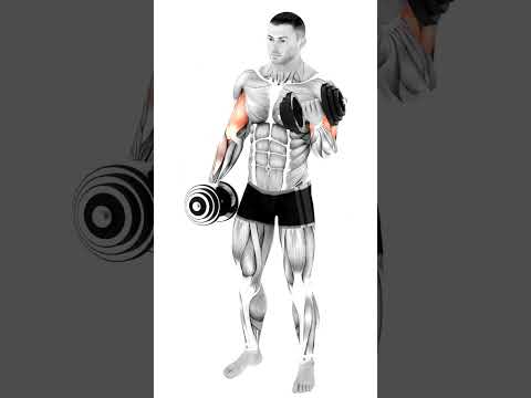 alternating dumbbell biceps