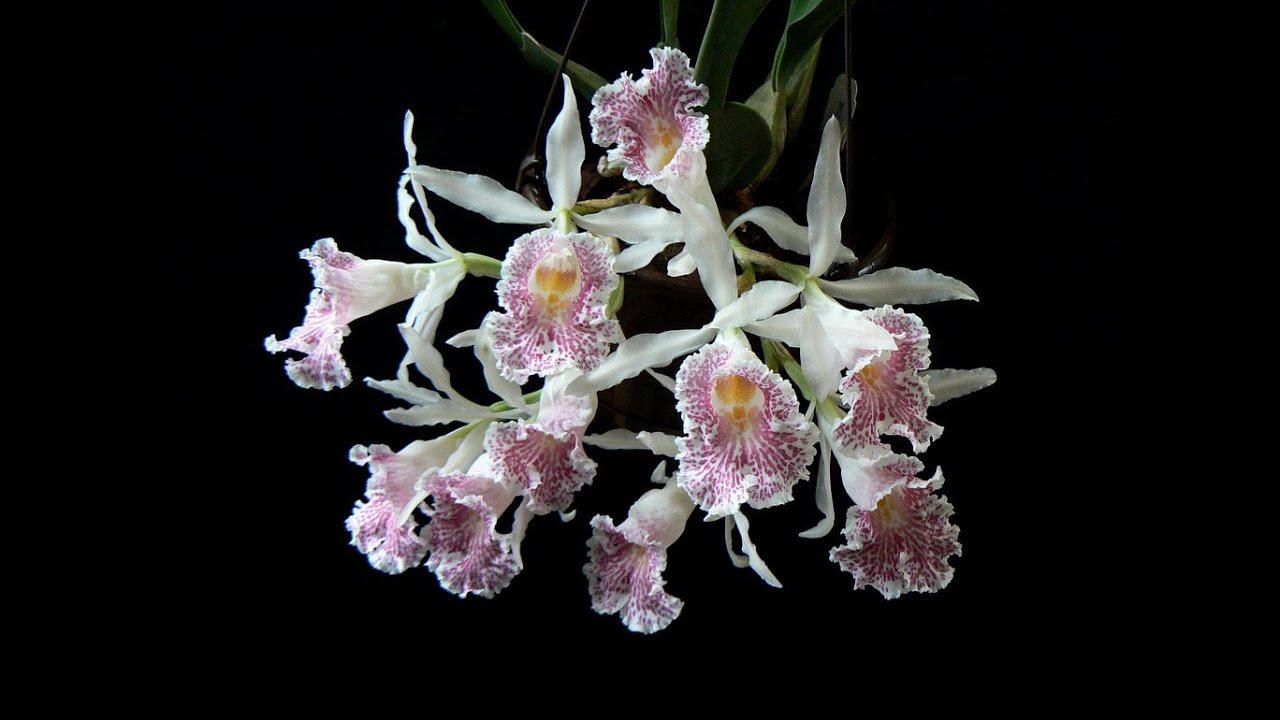 Trichopilia suavis (Трихопилия суавис)...