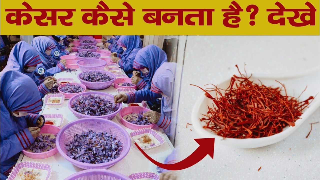 केसर कैसे बनता है देखे । Kesar Kaise Banta hai Why Real Saffron is so