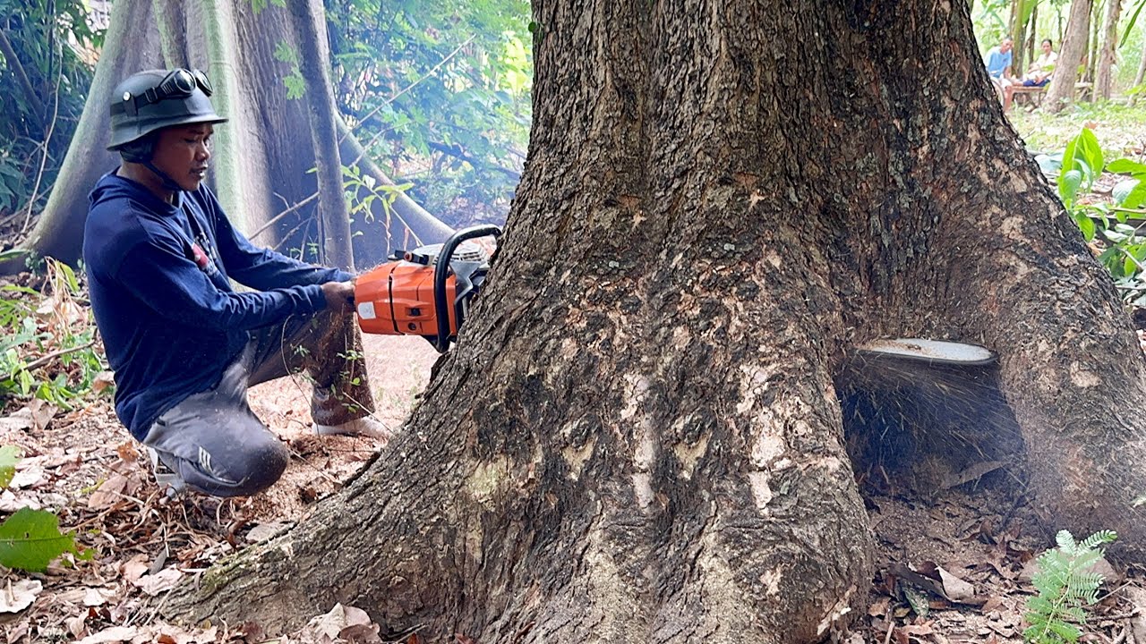 Very Fast... Cut down 3 trembesi trees with Strongest chainsaw‼️ - YouTube