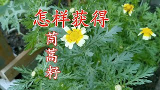 最不招虫的绿叶蔬菜 没有种子如何能种茼蒿  Glebionis coronarium