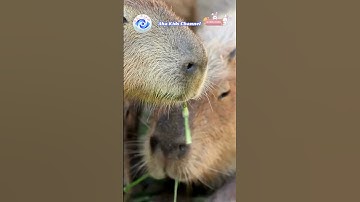 THẾ GIỚI CHUỘT LANG NƯỚC CAPYBARA THÂN THIỆN  | PHIM HOẠT HÌNH | AHA KIDS CHANNEL