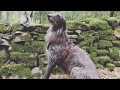 Scottish Deerhound の動画、YouTube動画。
