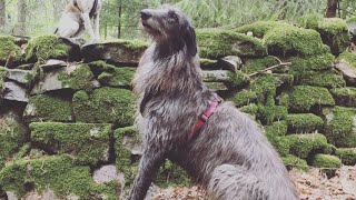 Scottish Deerhound