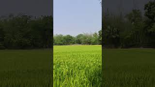 জীবনে যা পাপ করেছি মাফকরে দিন