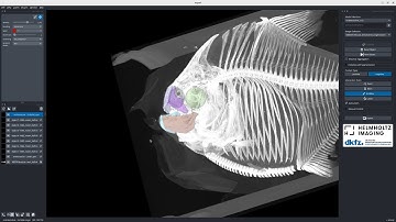 [Napari] Serrasalmus eigenmanni structure segmentation with nnInteractive