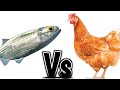 Mooneye vs chicken dragging on the kanawha river