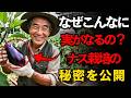 ナス栽培の秘密―この植物が、あなたの収穫量すべてを左右する。 | 空海の教え | 家庭菜園 | 野菜作り | ガーデニング | 家庭農園 | 収穫量ア