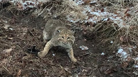 My First Bobcat!! Predator Trapping the Farm!!