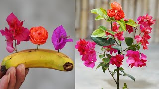 How I Grow Roses And Confetti 2 In 1 | Grow Roses At Home