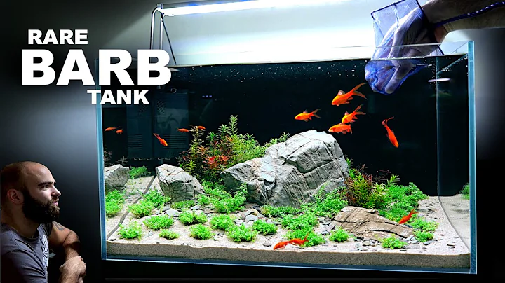 The Rare Barb Aquarium: Beautiful Aquascape Tutorial w/ Rocks & Plants Only