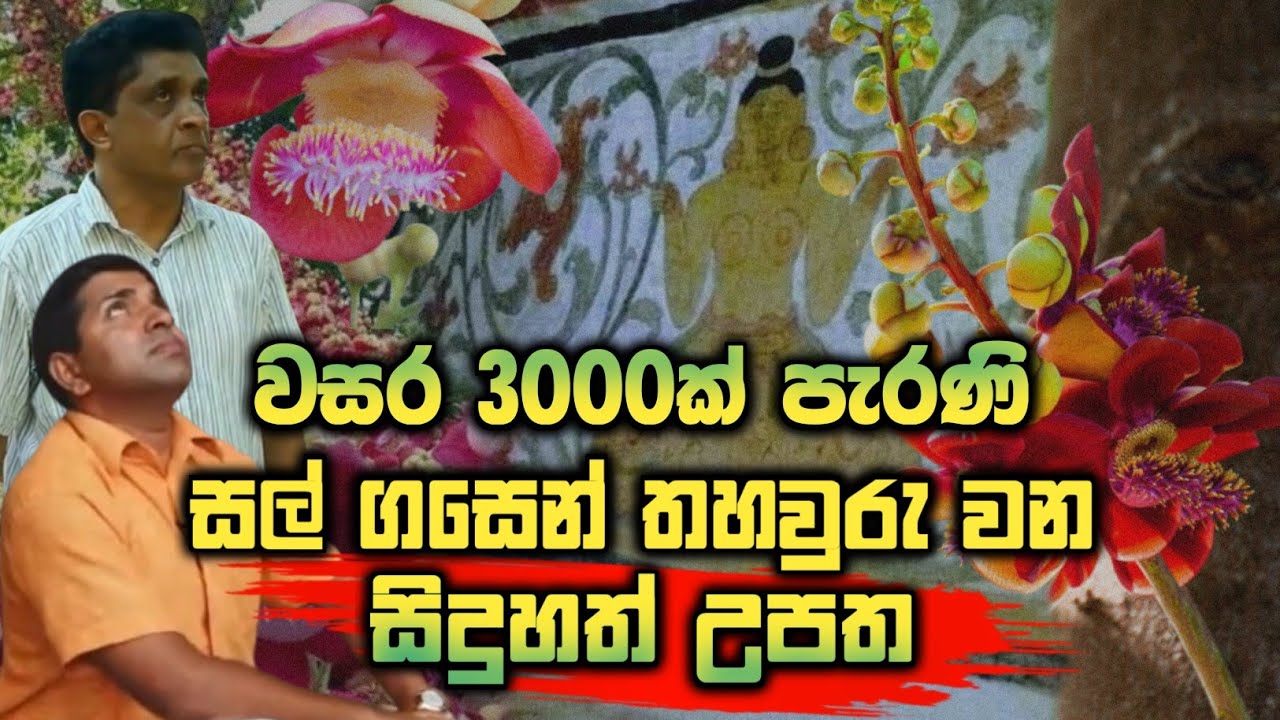 වසර 3000ක් පැරණි සල් ගස #urumaya 