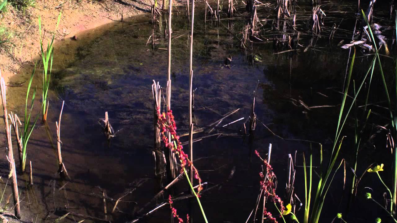 Natura 2000 - Focus on Great Crested Newts
