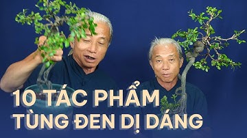 CLIP 387 10 Cây Tùng Đen Dị Dáng Ai Thấy Cũng Muốn Mua