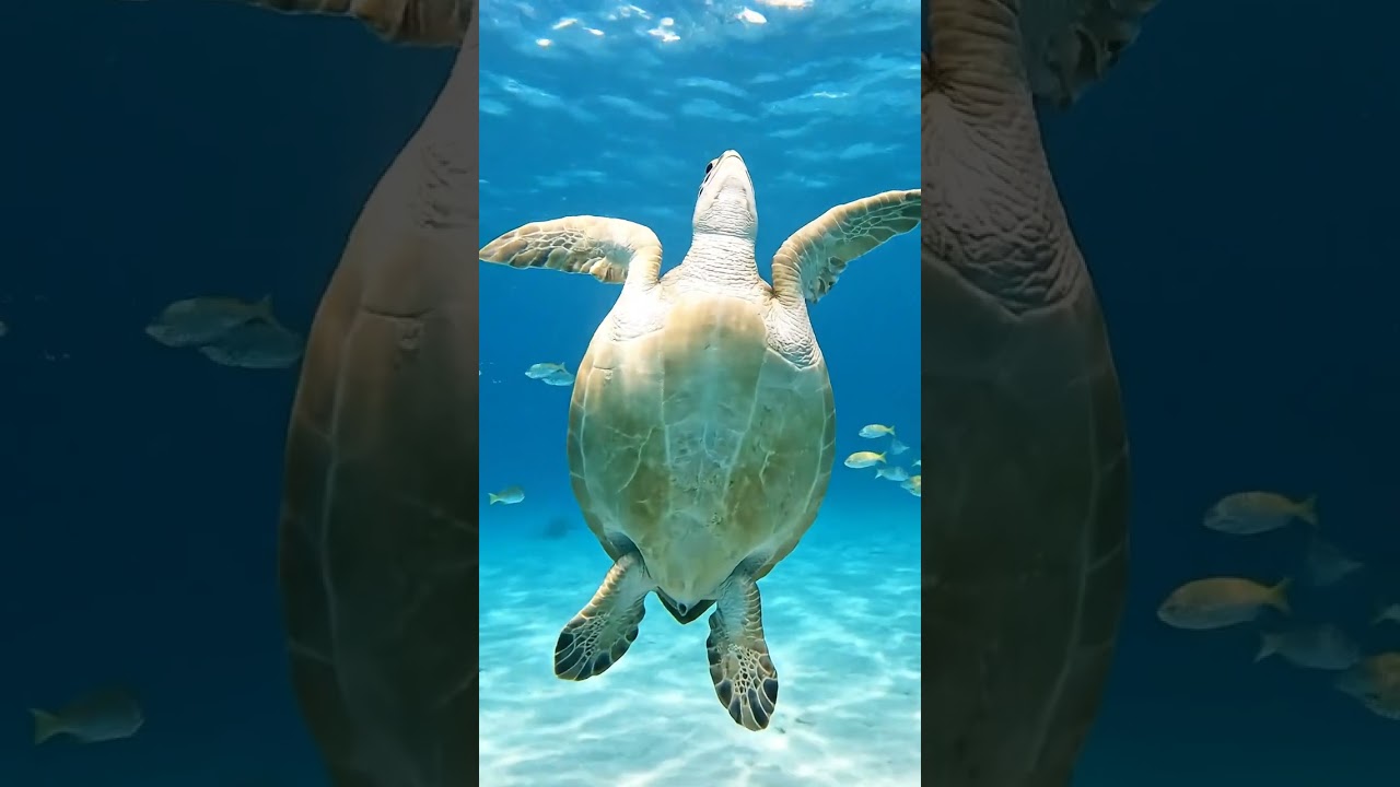 Turtle enjoying swimming 