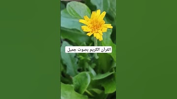 القرآن الكريم بصوت جميل #explore #قرانكريم #قران_كريم #تيك_توك #قران #قرآن #لايك #ارحقلبك #quran