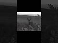 #trailcam #deercam #bucks #deerhunting #beardsandbowsoutdoors
