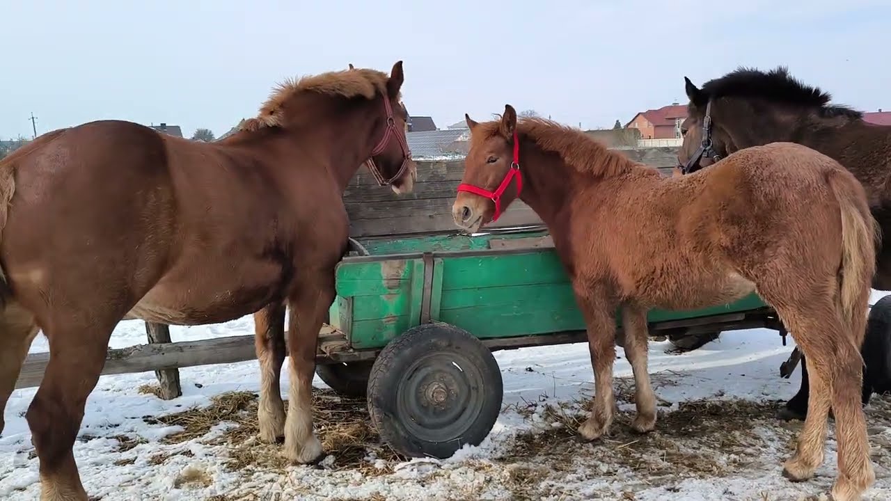 ЗМІНИТЬ КОНЮШНЮ ЛОШИЧКА, ЦІНА 25000 ГРИВЕНЬ 