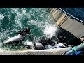 Captura de atún aleta azul en Baja California, México