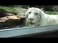 いしかわ動物園ホワイトタイガー の動画、YouTube動画。