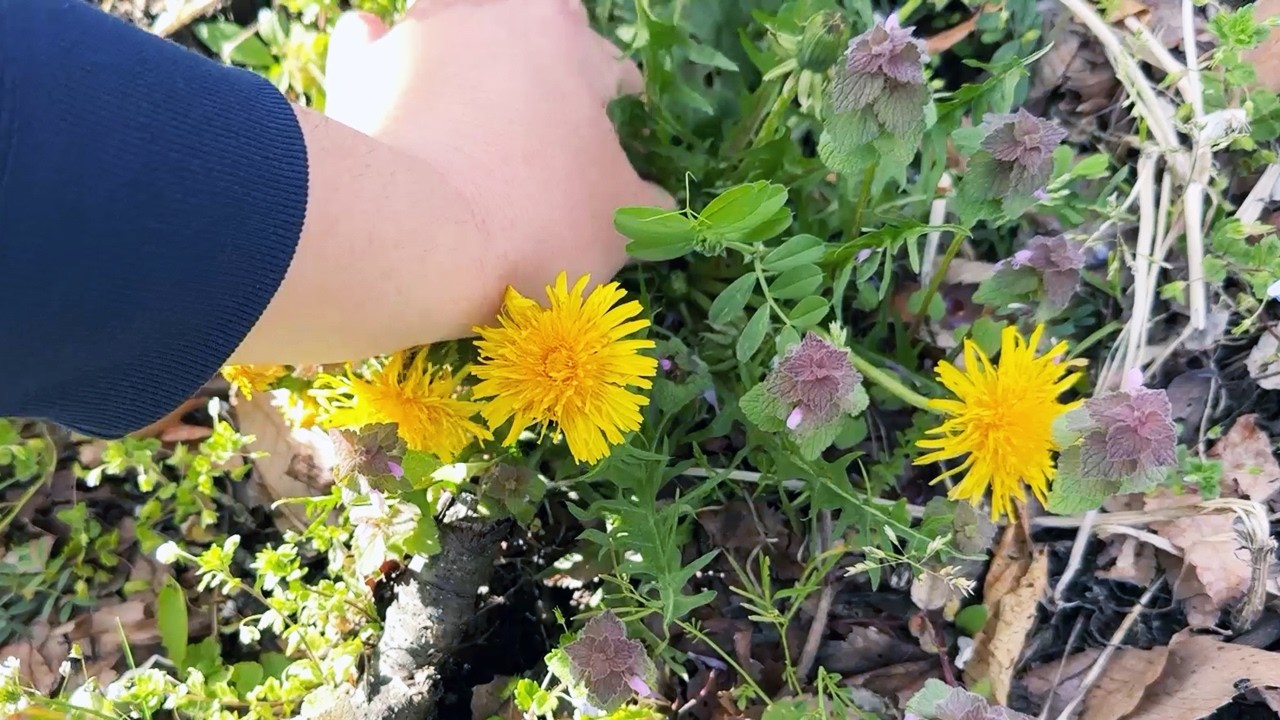 知られざる高級食材のタンポポ食べる