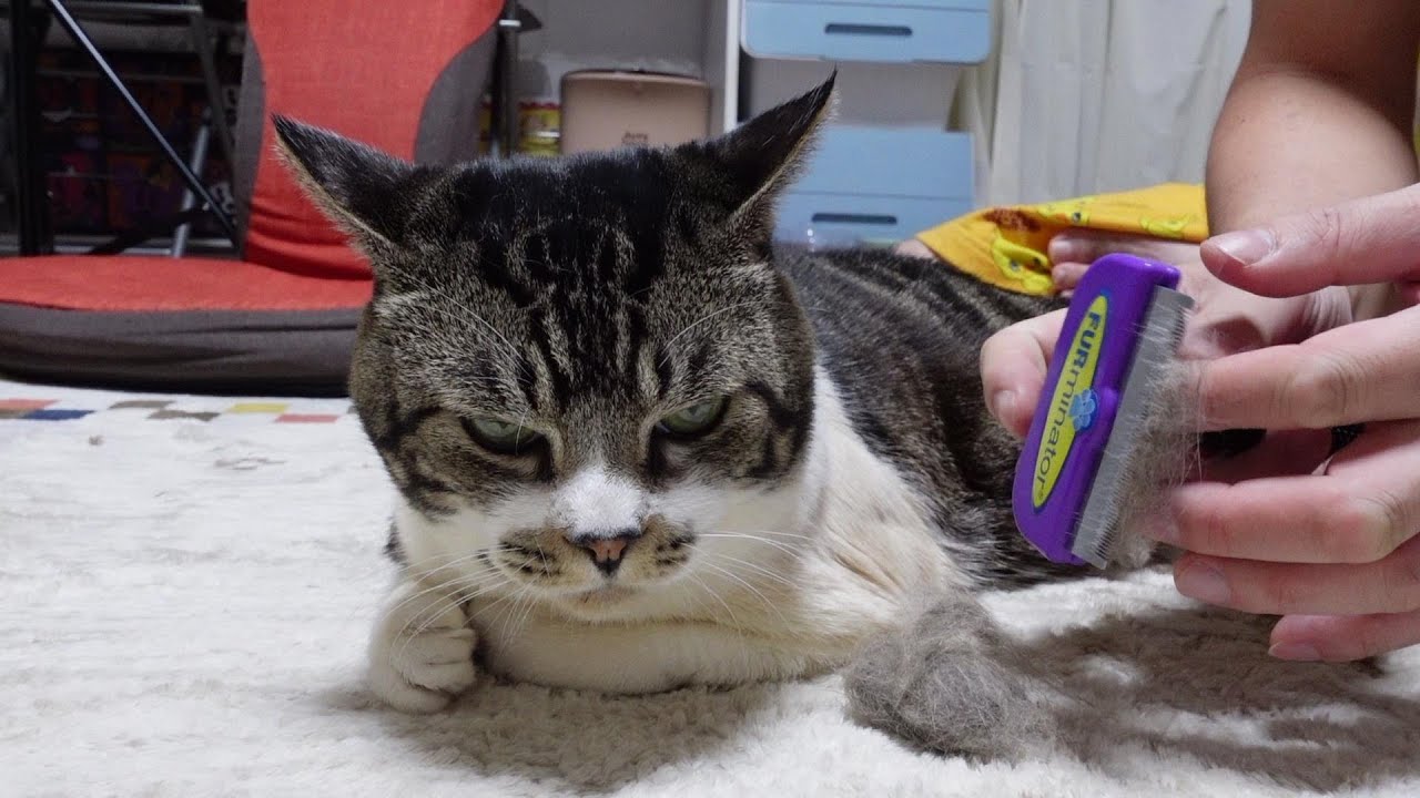 猫をブラッシング ファーミネーターでリキちゃんをスッキリ もりもり毛が取れる なぜかイカ耳化 リキちゃんねる 猫動画 Cat Video きじしろねこのいる暮らし Youtube 猫をブラッシング ファーミネーターでリキちゃんをスッキリ もりもり毛が取れる なぜかイカ耳化 リキちゃんねる 猫動画 Cat Video きじしろねこのいる暮らし Youtube