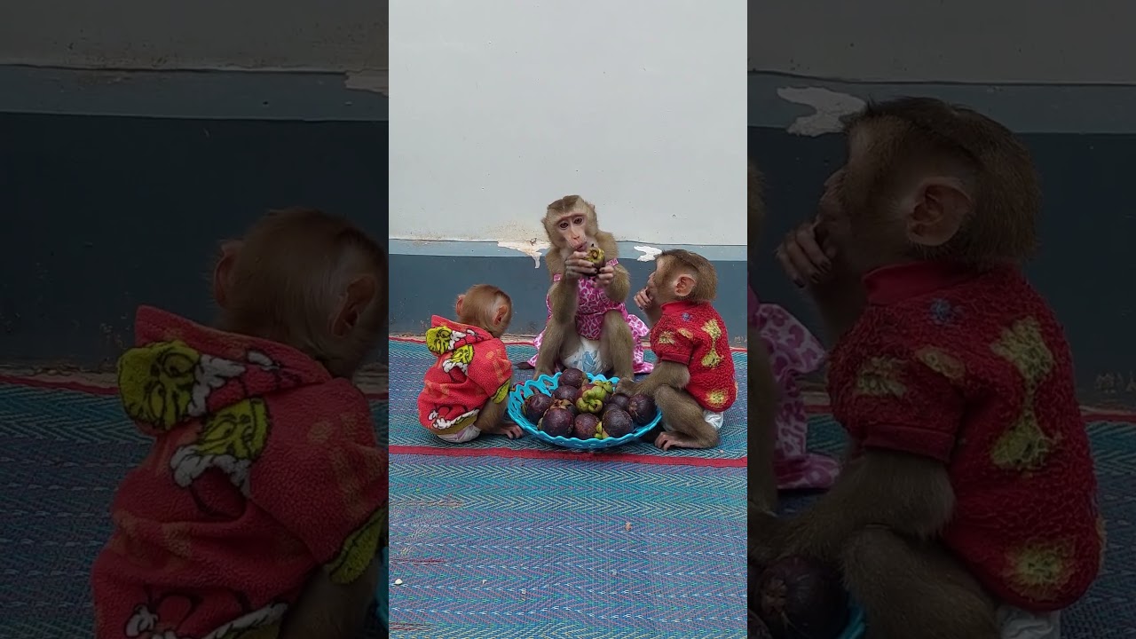 Most Obediently 3 Adorable Can Wait Mom Event They Hungry 