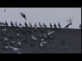 Rock pigeons flying through city