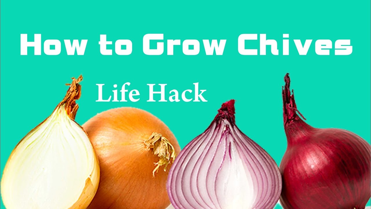 How to Grow Chives. lifehack 