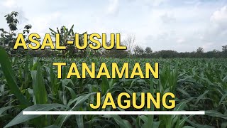 Asal mula tanaman jagung di budidayakan