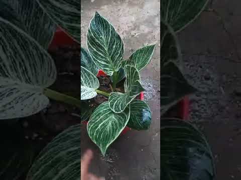 Goegeous plant in my little backyard