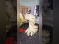 extreme waru bonsai twist semi CASCADE #shorts #bonsai #bonsaiindonesia #warubonsai #bonsaitree