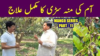 How to control Mango Anthracnose, Mango Dieback, Mango Decline l آم کی منہ سڑی کا مکمل علاج