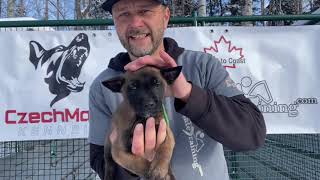 Green Male Vixie x Tarzan Malinois puppy