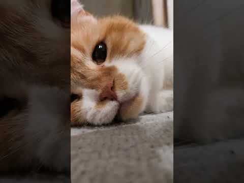 無性に近付きたくなっちゃうんだよね #うちの猫がへんなことしてる