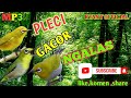 Masteran Pleci Gacor Ngalas Cocok Buat Pancingan Pleci Malas Bunyi Dijamin Ampuh Mp3 - Mp4 Download
