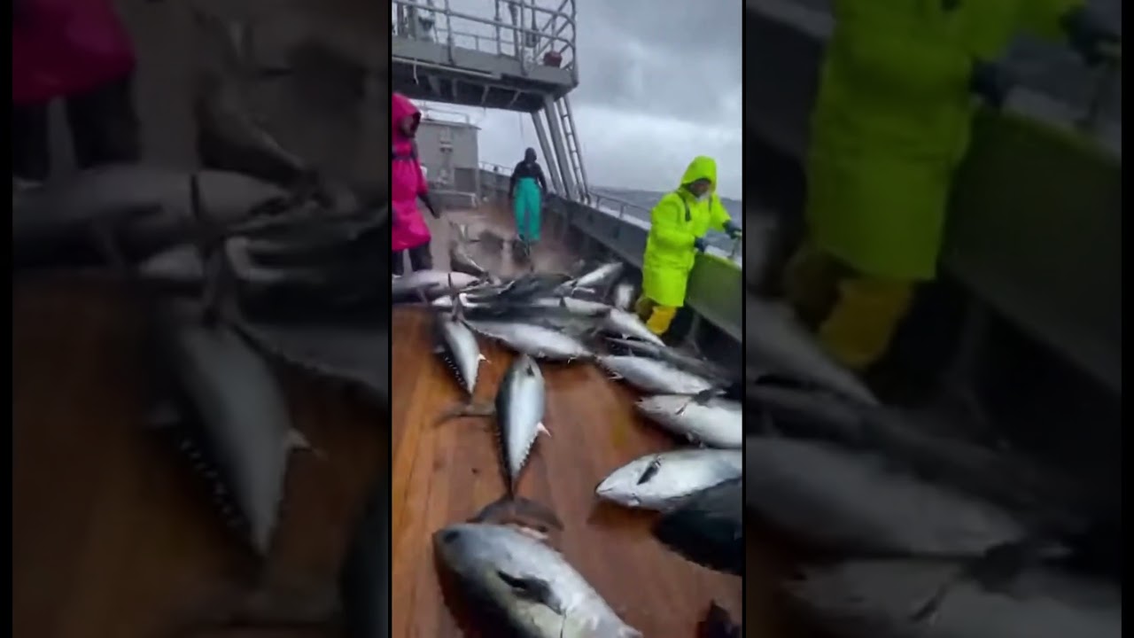 BLUEFIN TUNA STORM Floods the Deck😱