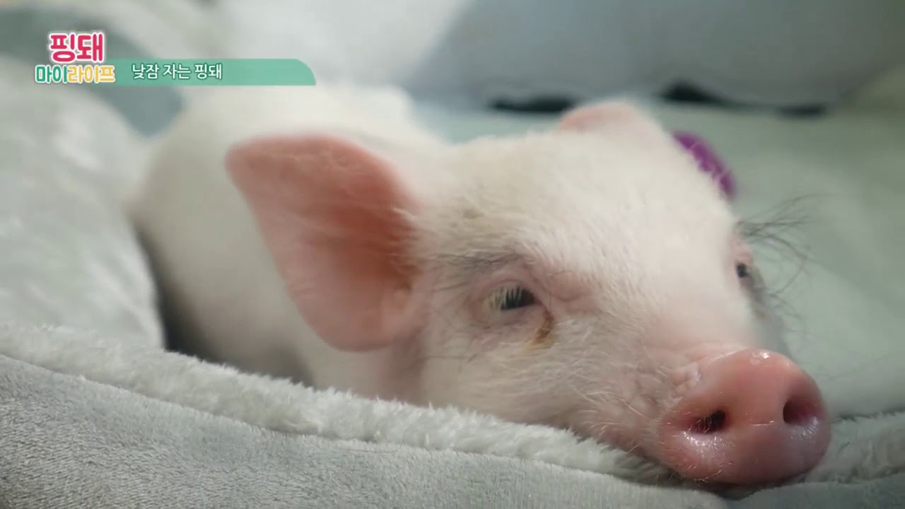 일광욕하는 미니피그 핑돼[minipig] YouTube
